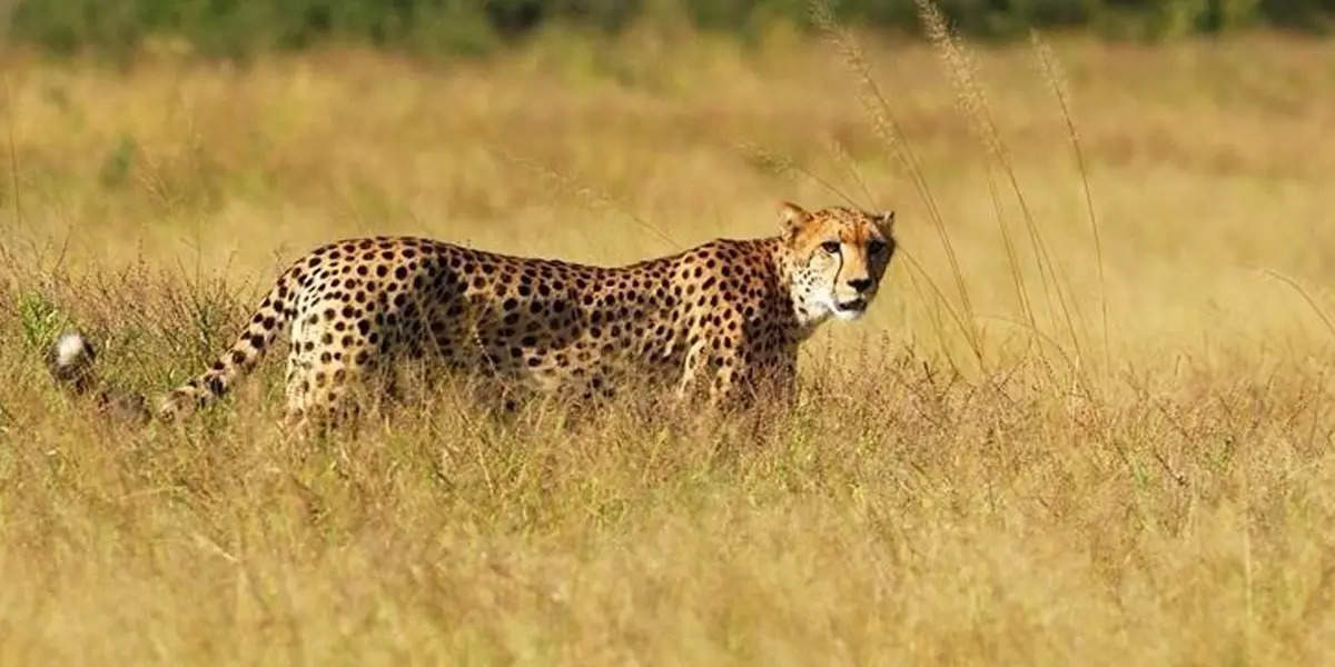 Cheetahs return to India, भारतात चित्ता परतला, मुंबईत पण येणार?; अडीच वर्षांचा कालावधी लागण्याची शक्यता - when will cheetahs arrive in mumbai ranichi baug