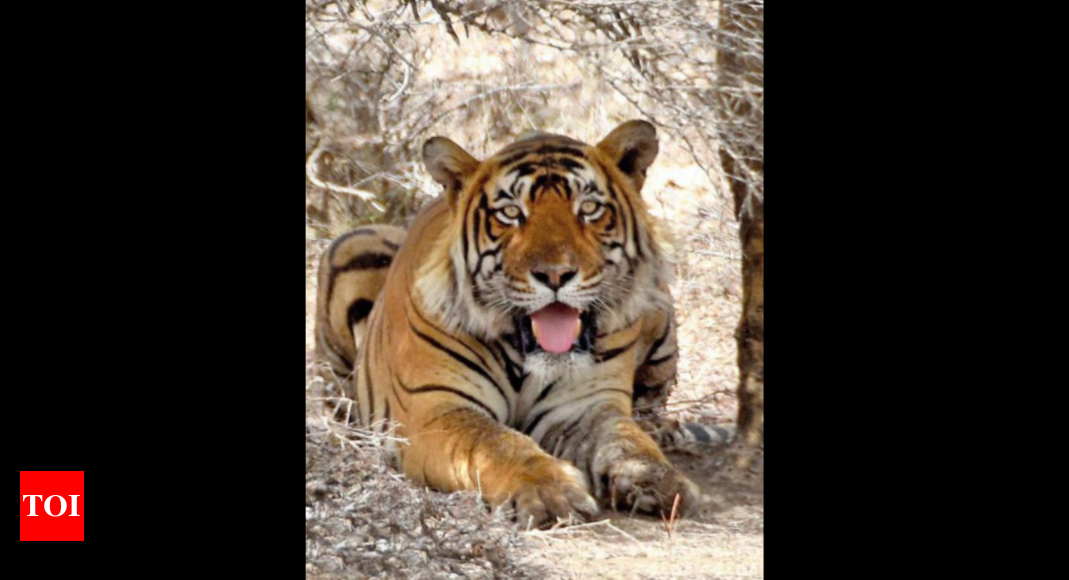 Tiger leaves reserve, seen near Jaipur-Delhi highway | Jaipur News