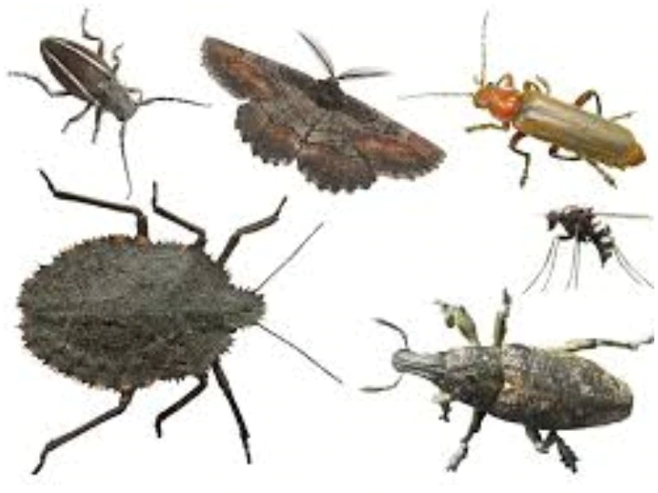 Odd News: 'सात रेंगने वाले ऐसे खौफनाक कीड़े, जिनसे डरने की जरूरत नहीं