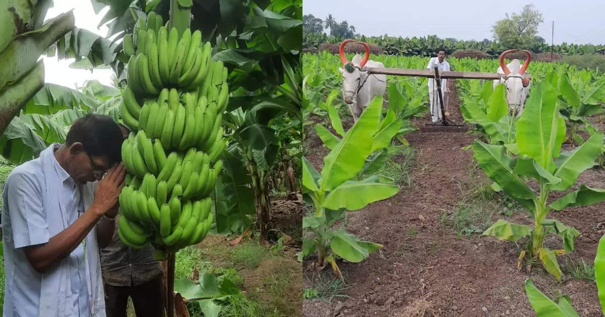 banana farmer jalgaon news, Jalgaon News: शेतात 'सोनं' उगवलं, बळीराजा मालामाल, पण मेहनत करणाऱ्या कामगारांना विसरला नाही - jalgaon news banana farmer earns crore of rupees