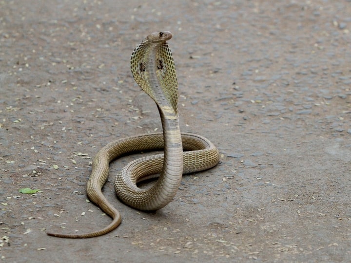 5 Foot Checkered Keelback Snake Spotted At Amit Shah Residence