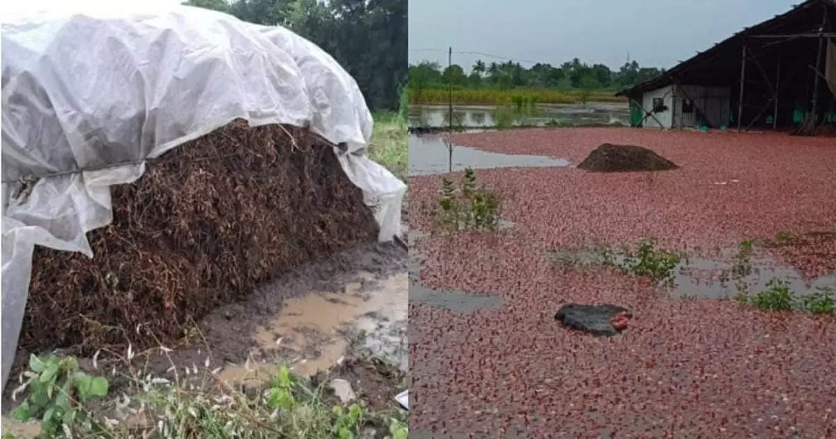heavy rain in maharashtra, परतीच्या पावसाने घात केला, शिवारात उगवलेलं सोनं अन् शेतकऱ्यांची स्वप्न पाण्यात वाहून गेली - heavy rain in maharashtra causes major crop losses onion and soybean get rotten in flood water in maharashtra