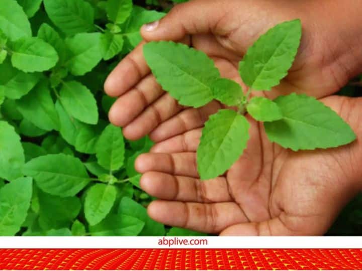 Tulsi Leaves Protect Body From Numerous Health Problems Daily 4 Leaves Can Have Good Result