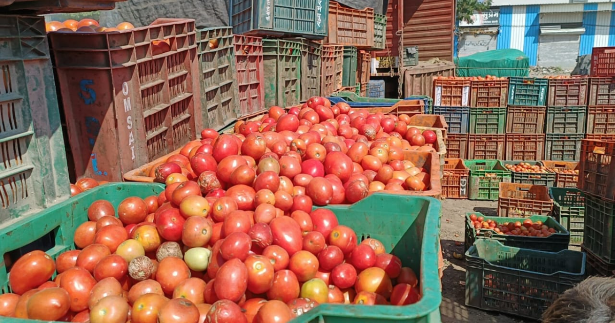 maharashtra tomato rate today, टोमॅटोची आवक वाढली; एका दिवसात ८० रूपयांवरून दर घसरून नवा दर आहे... - in maharashtra tomato prices fell as arrivals increased raising farmers concerns