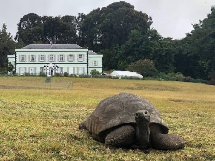 World Oldest Tortoise Jonathan Turns 190 Years Birthday Celebration In St Helena