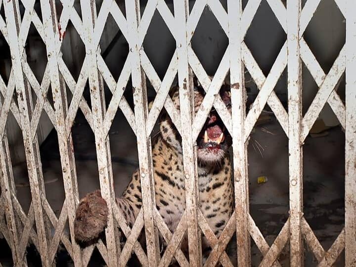 Leopard Enters Ghaziabad Court Complex In UP Injures 6 People Two In Critical Condition ANN