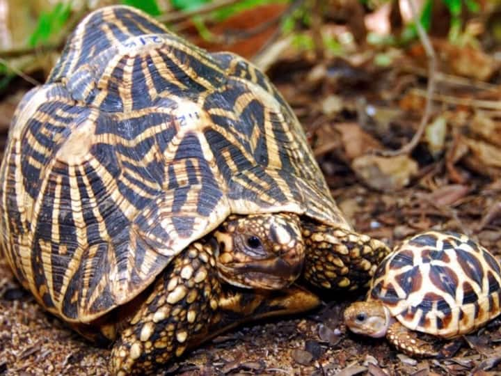 Sri Lankan Customs Officers Seized Hundred Live Star Tortoises Lablled As Seafood