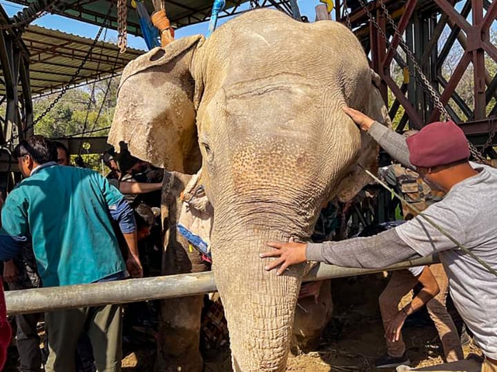 Tragic Death Of Moti Elephant Wildlife SOS Petition To Protect Captive Elephant