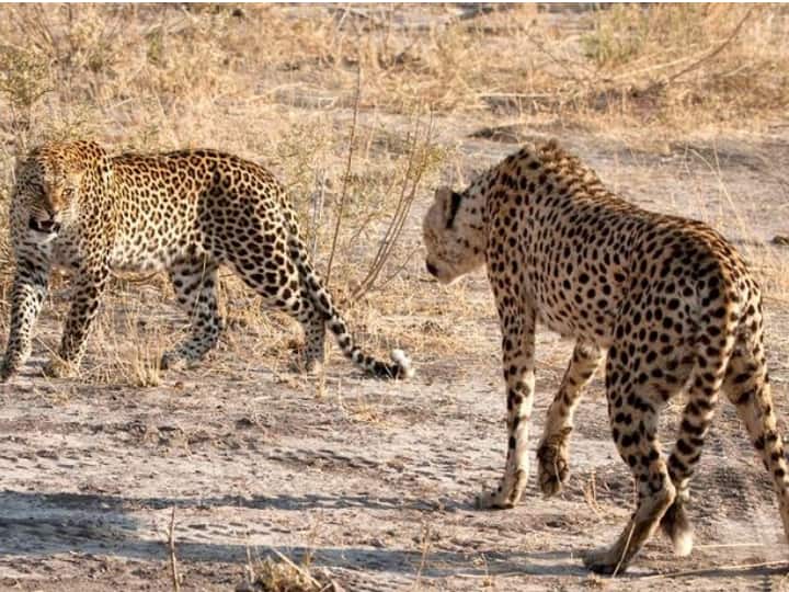 Animal Rights Groups In South Africa Oppose Transfer Of More Cheetahs To India