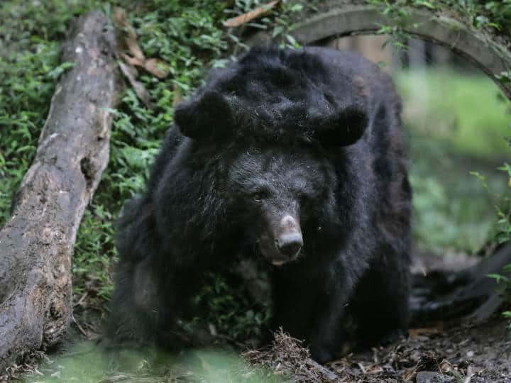 China Family Mistakely Raise For Two Year Endangered Asiatic Black Bear Instead Of Dog