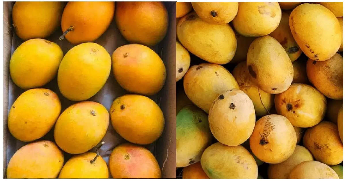 Artificially Ripened Mangoes in Market Be Careful while Buying; पिवळाधम्मक-केशरी आंबा दिसला की लगेच खरेदी करु नका, तुमची फसवणूक होऊ शकते