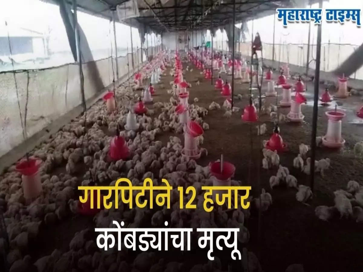 Nagpur News 12 Thousand Chickens Died Due To Hailstorm; अवकाळीने सगळंच हिरावलं, गारपिटीने १२ हजार कोंबड्यांचा मृत्यू; शेतकऱ्याचा आक्रोश