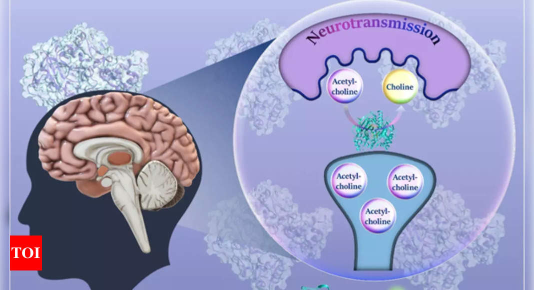 IISc develops fluorogenic probe to detect enzyme linked to early stage of Alzheimer’s