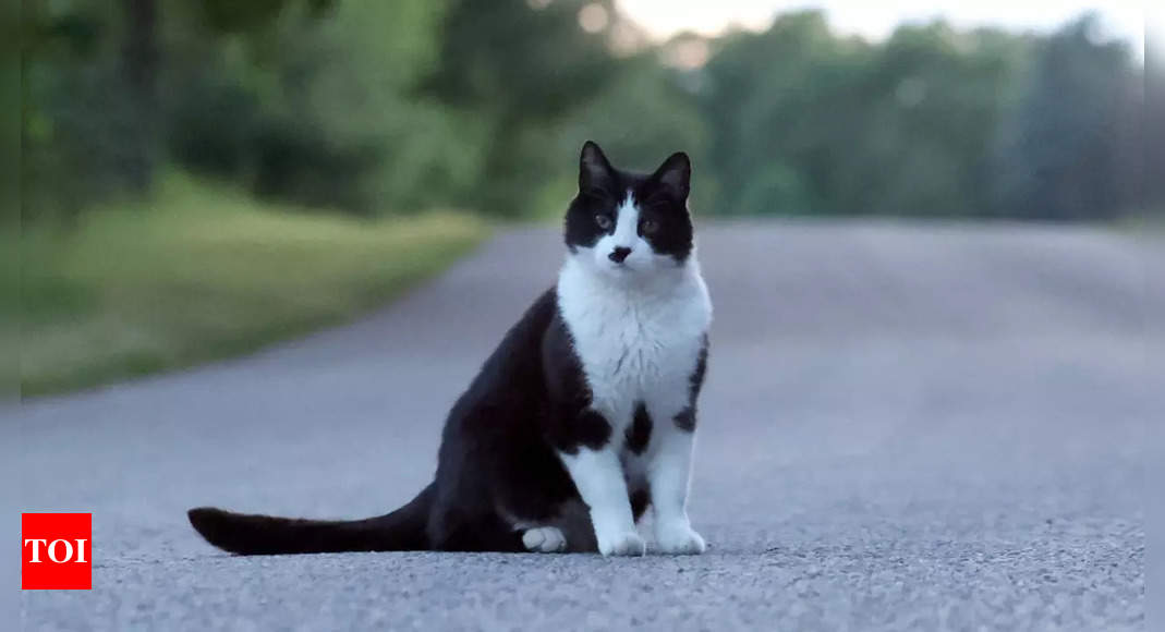 Study reveals how a cat's nose can identify food scents