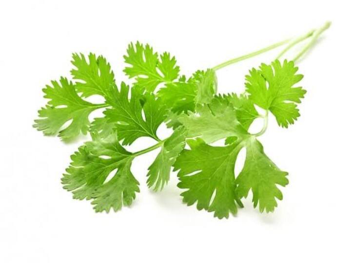 Know Coriander Leaves Benefits For हेल्थ These Leaves Contorl Diabetes And High BP Also