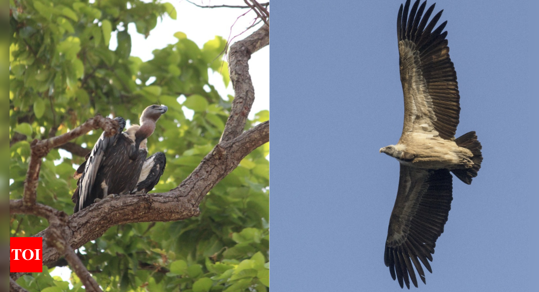 A first of its kind Vulture diet study reveals conservation needs in India