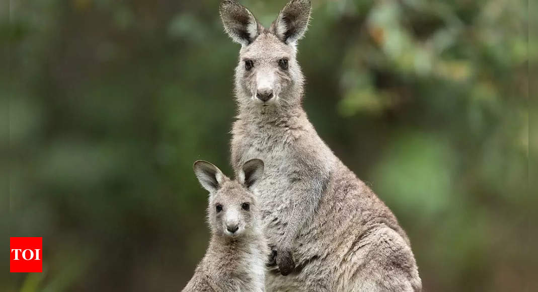 Exploring Kangaroos: Unique traits, behaviours, and adaptations and more |