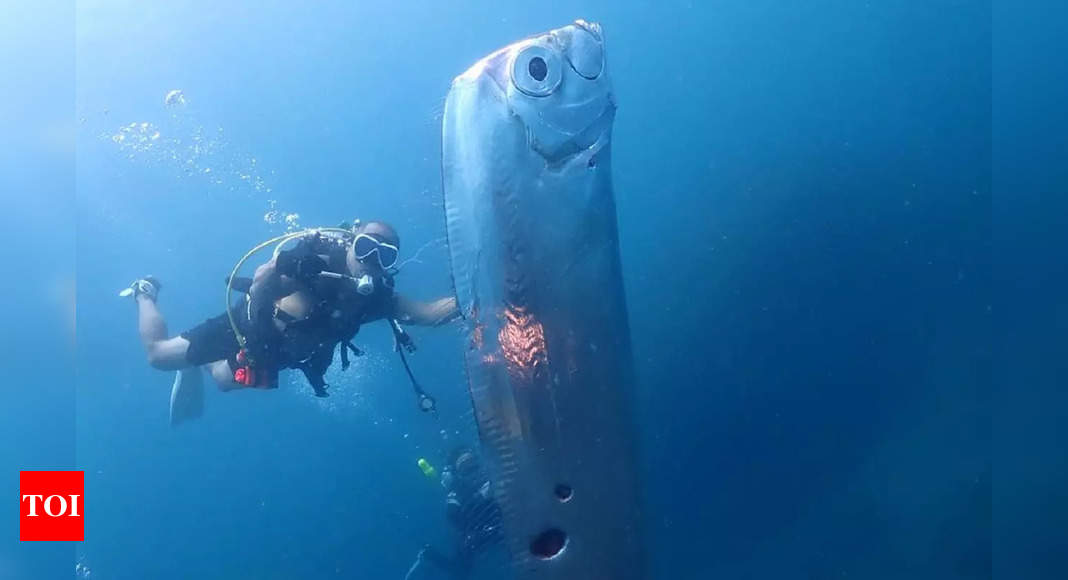 'Doomsday fish' found: Rare Oarfish washes ashore in California, sighted only 20 times since 1901